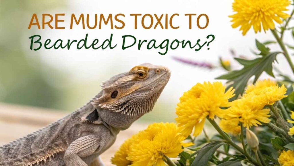 Are Mums Toxic to Bearded Dragons
