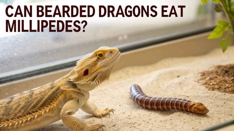 Can Bearded Dragons Eat Millipedes – What Owners Must Know