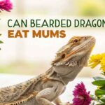 Can Bearded Dragons Eat Mums