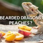 Can Bearded Dragons Eat Peaches