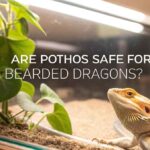Are Pothos Safe For Bearded Dragons