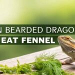 Can Bearded Dragons Eat Fennel