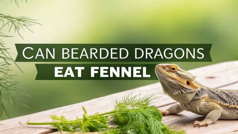 Can Bearded Dragons Eat Fennel – Risks, Benefits & Limits!