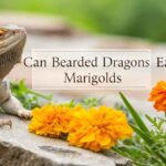 Can Bearded Dragons Eat Marigolds