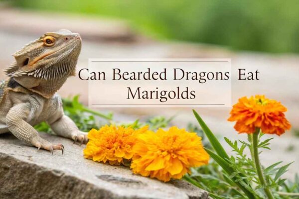 Can Bearded Dragons Eat Marigolds