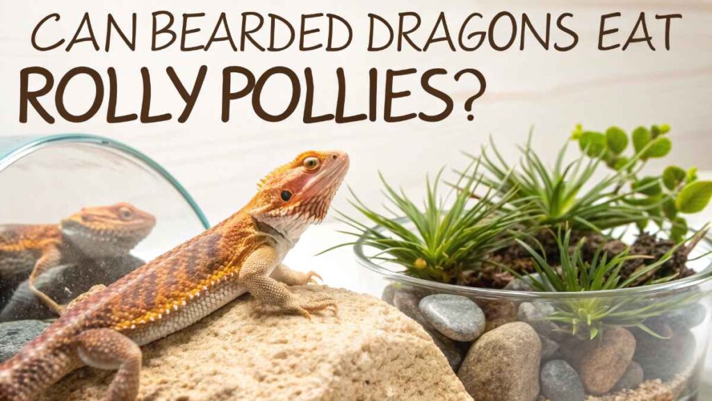 Can Bearded Dragons Eat Rolly Pollies?