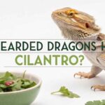 Can Bearded Dragons Have Cilantro