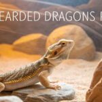 Do Bearded Dragons Pee