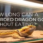 How Long Can A Bearded Dragon Go Without Eating?