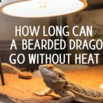 How Long Can A Bearded Dragon Go Without Heat