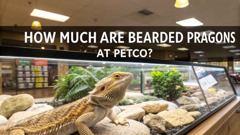 How Much Are Bearded Dragons at Petco? – 2026 Breakdown!