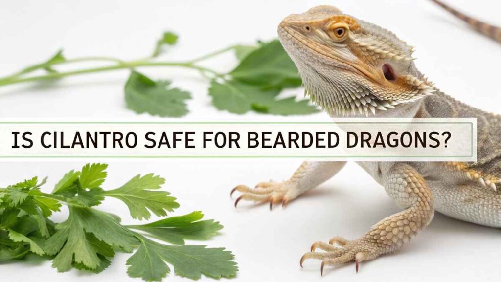 Is Cilantro Safe for Bearded Dragons?
