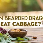 Can Bearded Dragons Eat Cabbage?