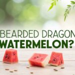 Can Bearded Dragons Eat Watermelon