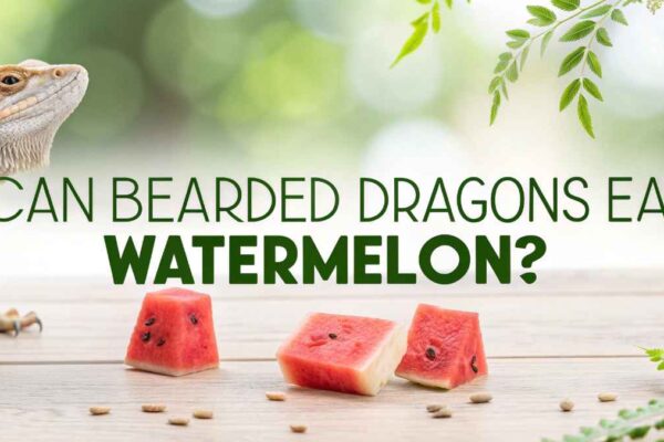 Can Bearded Dragons Eat Watermelon