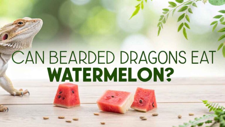 Can Bearded Dragons Eat Watermelon – Expert Feeding Advice