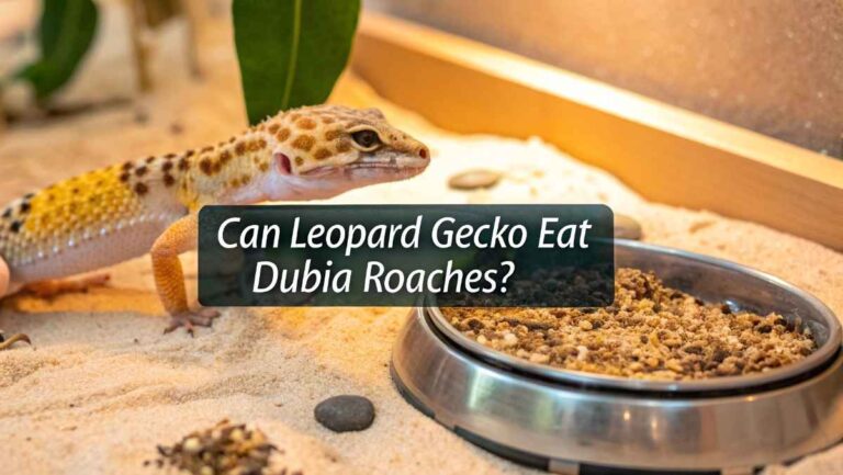 Can Leopard Gecko Eat Dubia Roaches – Complete Diet Guide!