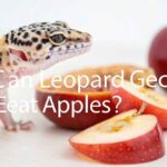 Can Leopard Geckos Eat Apples