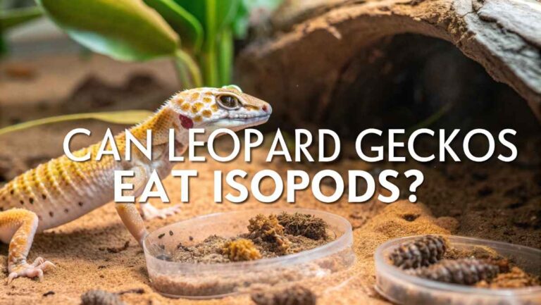 Can Leopard Geckos Eat Isopods​ – What You Should Know!