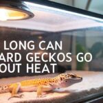 How Long Can Leopard Geckos Go Without Heat